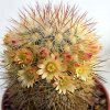 Mammillaria_densispina_2